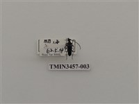 藏品(泉氏滑胸花天牛)的圖片